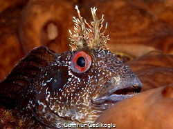 Parablennius gattorugine
JUST BROWN by Cumhur Gedikoglu 